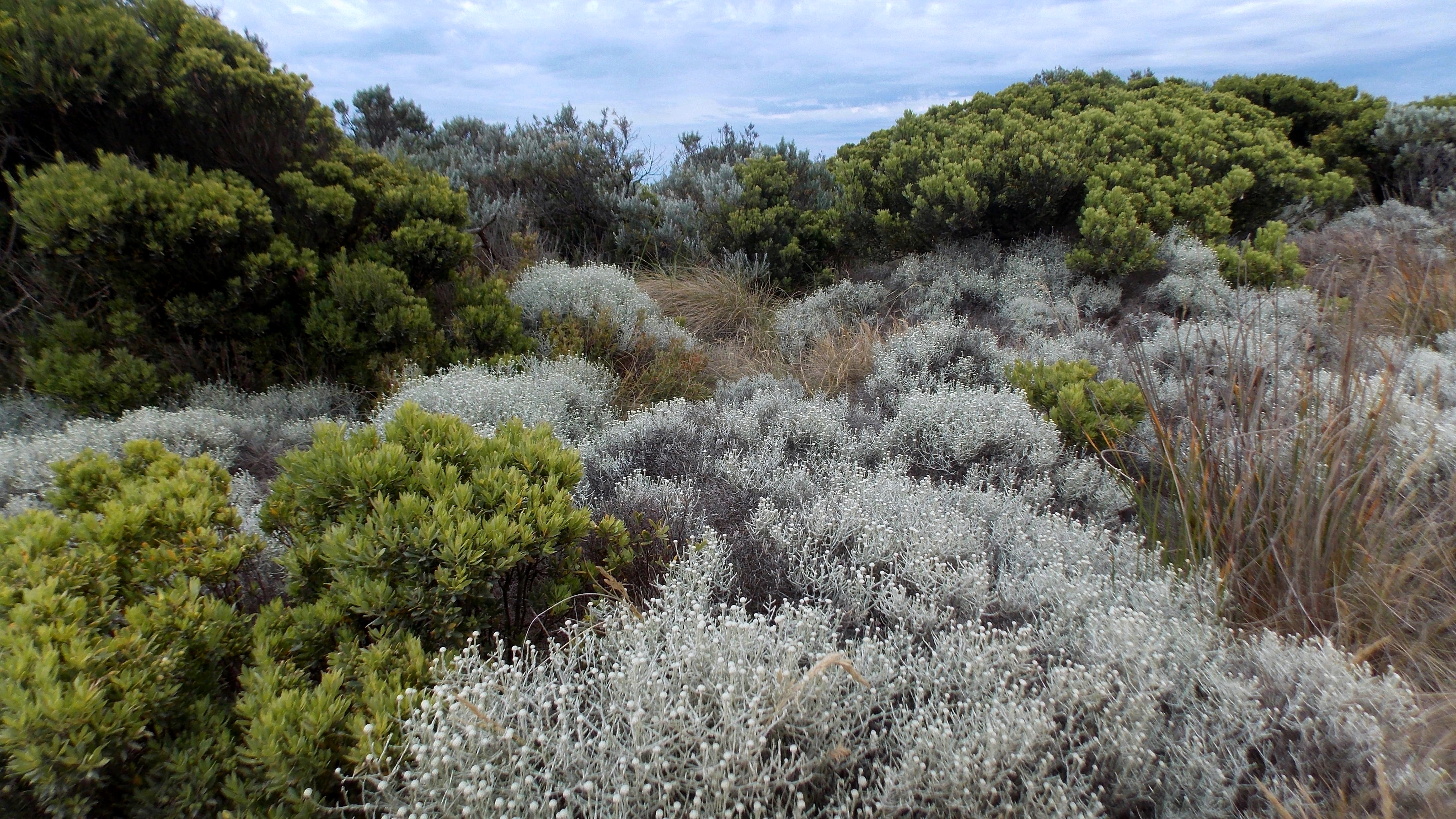 Cushion Bush