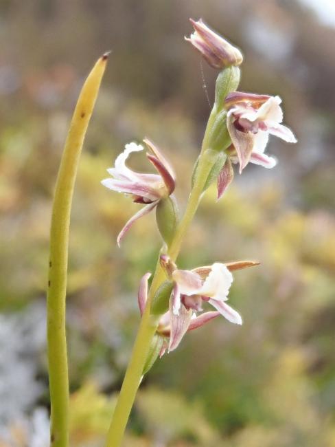 Dainty Leekorchid