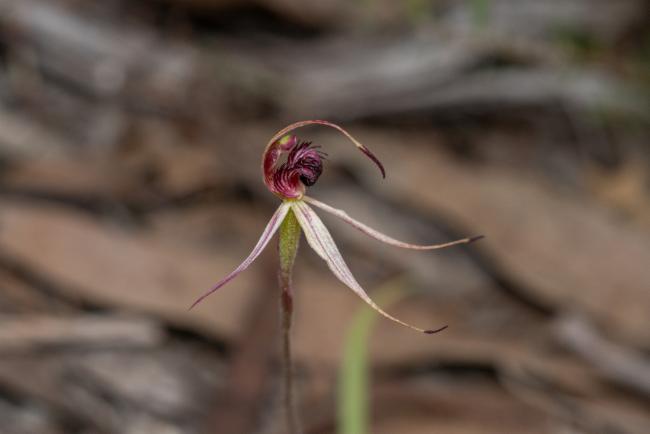 Dainty Spider-Orchid