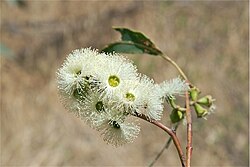 Darwin Stringybark