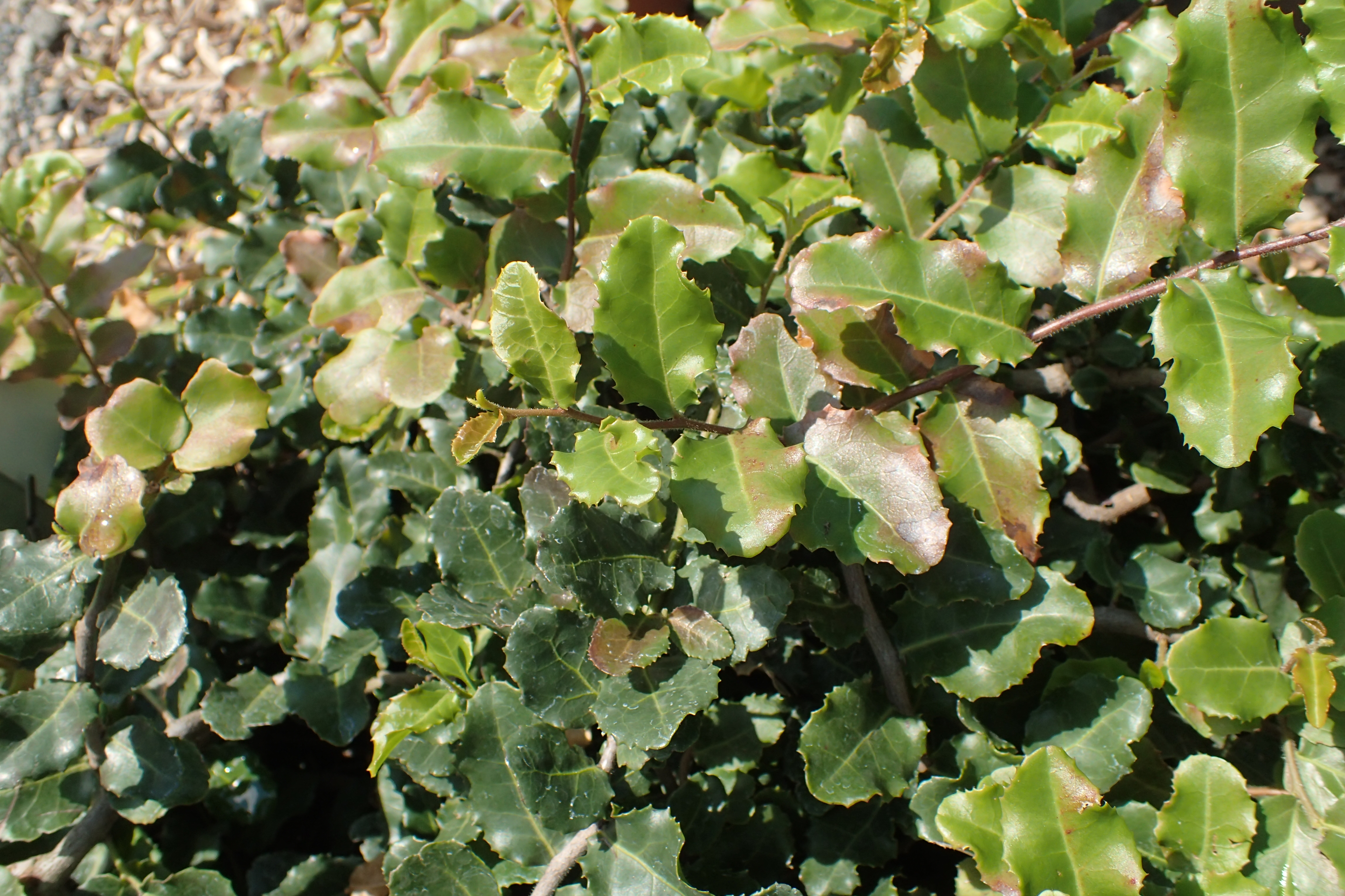 Deciduous Beech (Fagus)