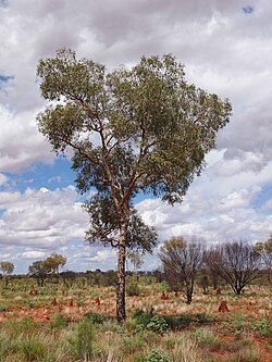 Desert Bloodwood