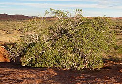 Desert Fig