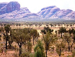 Desert Oak