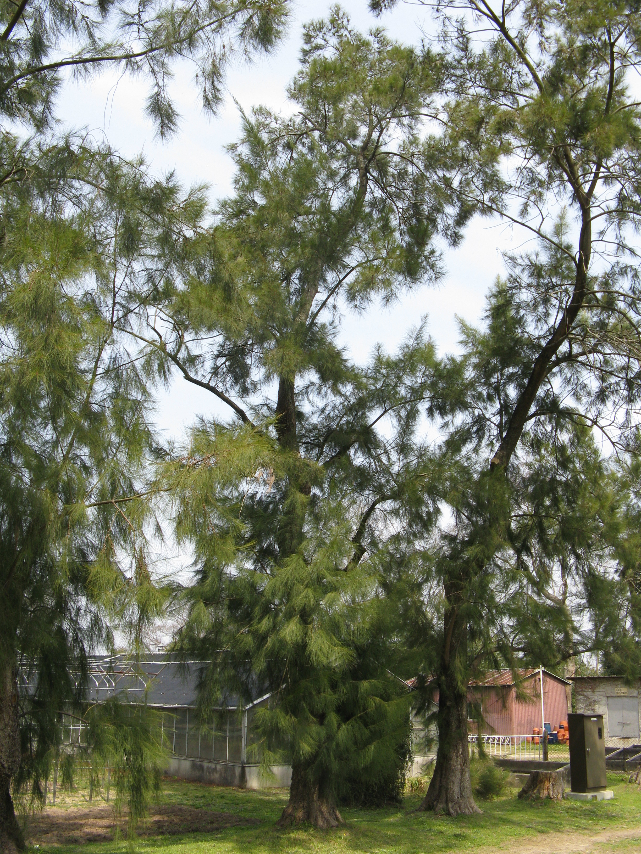 Drooping Sheoak