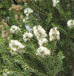 Dryland Tea-tree (Moonah)