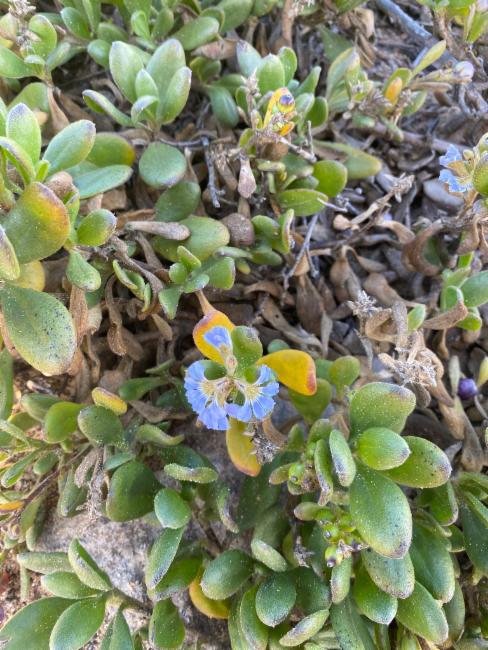 Dune Fan Flower