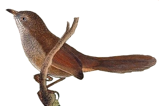 Eastern Bristlebird