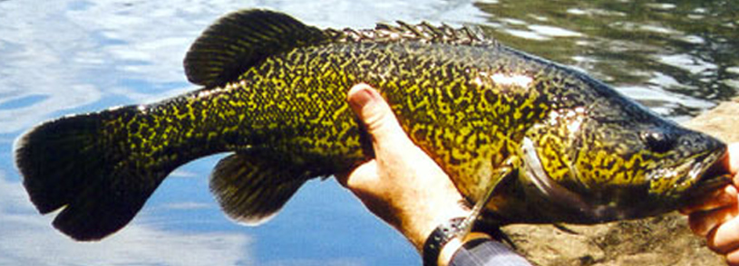 Eastern Freshwater Cod