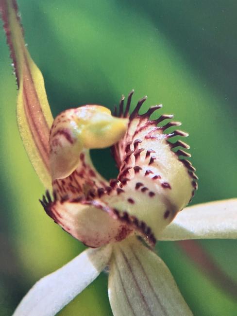 Eastern Spider Orchid