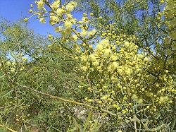 Elegant Wattle (Bramble Wattle)