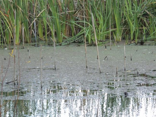 Ferny Azolla
