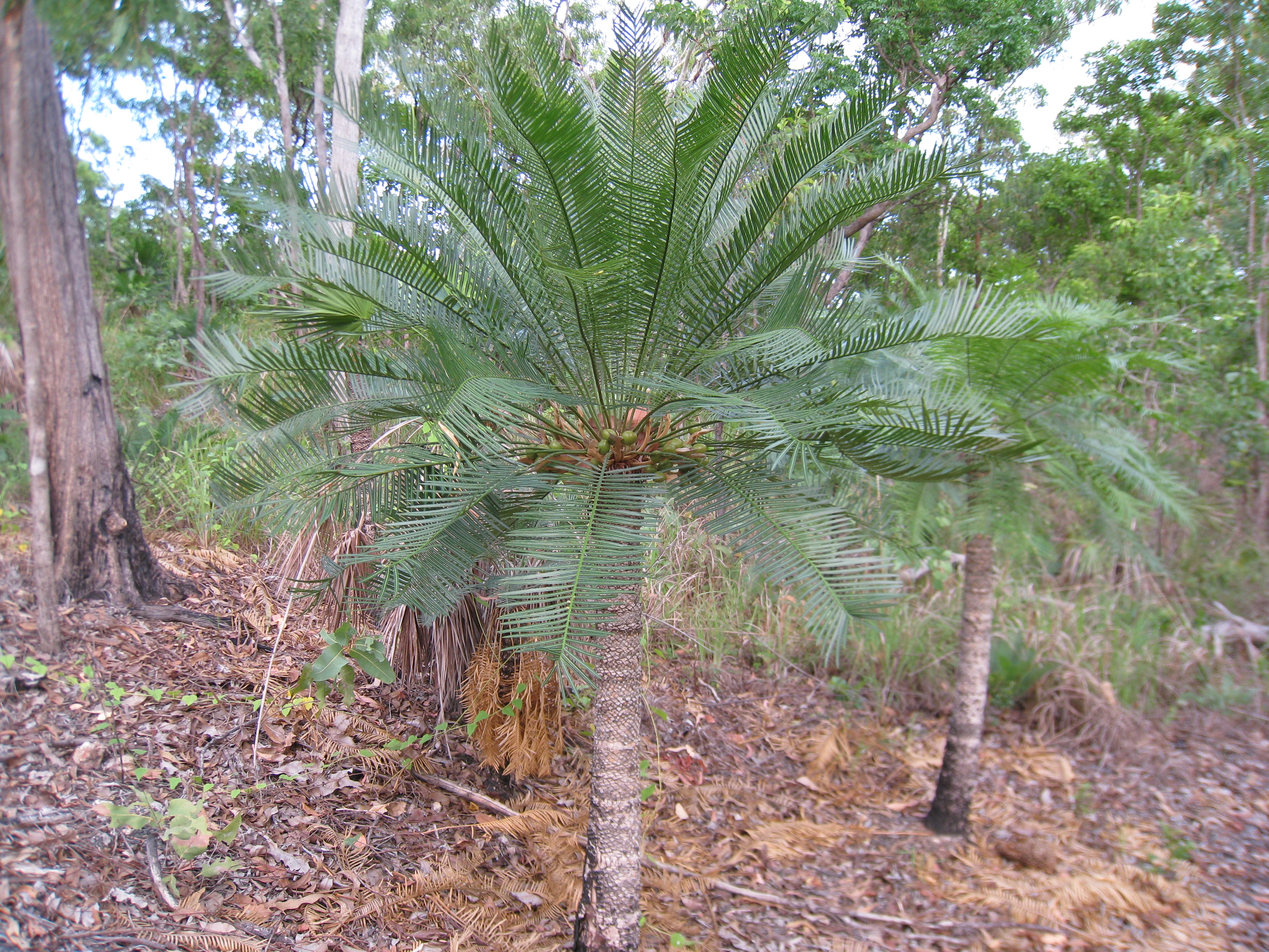 Fire Fern