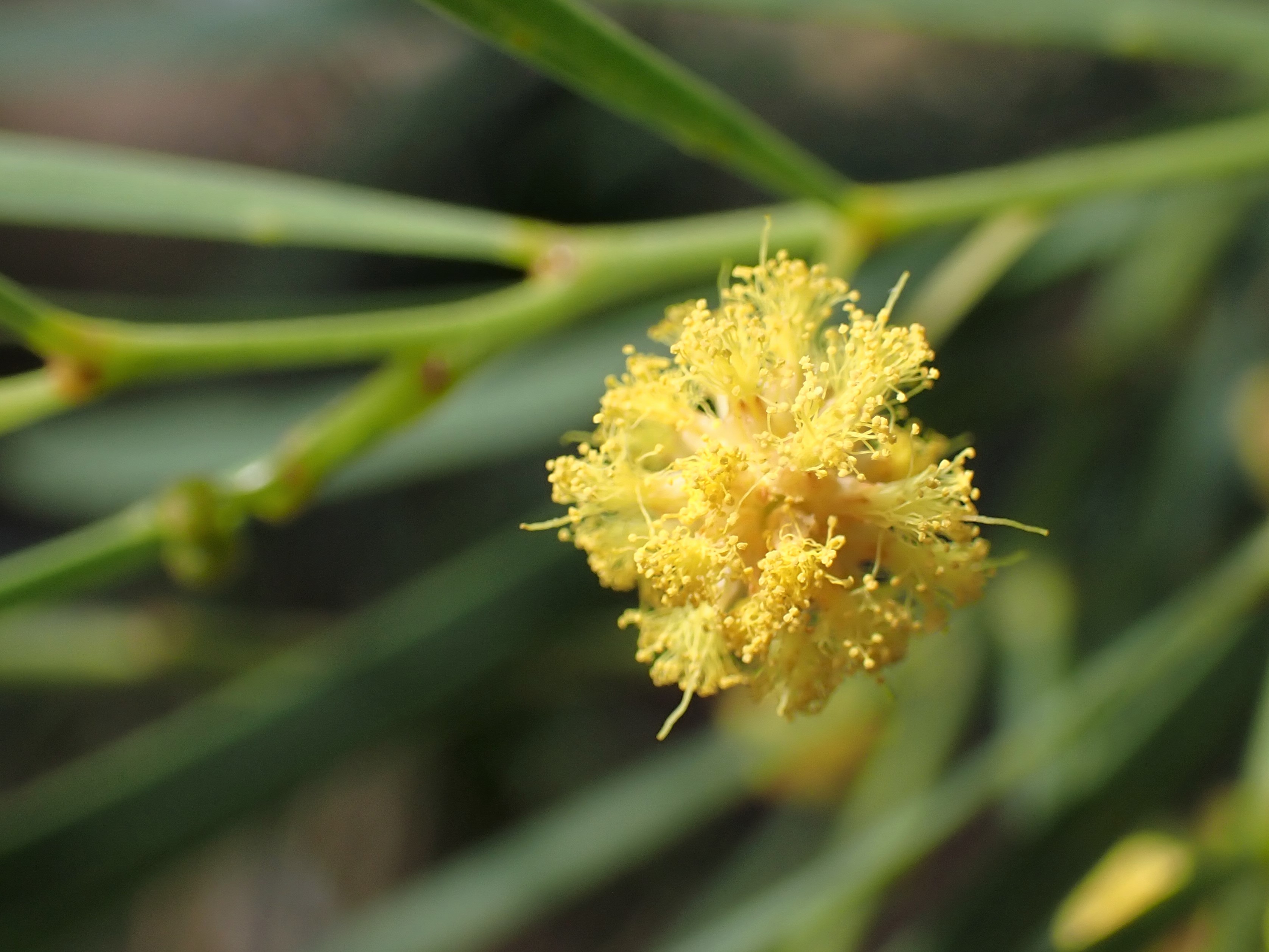 Flinders Ranges Wattle