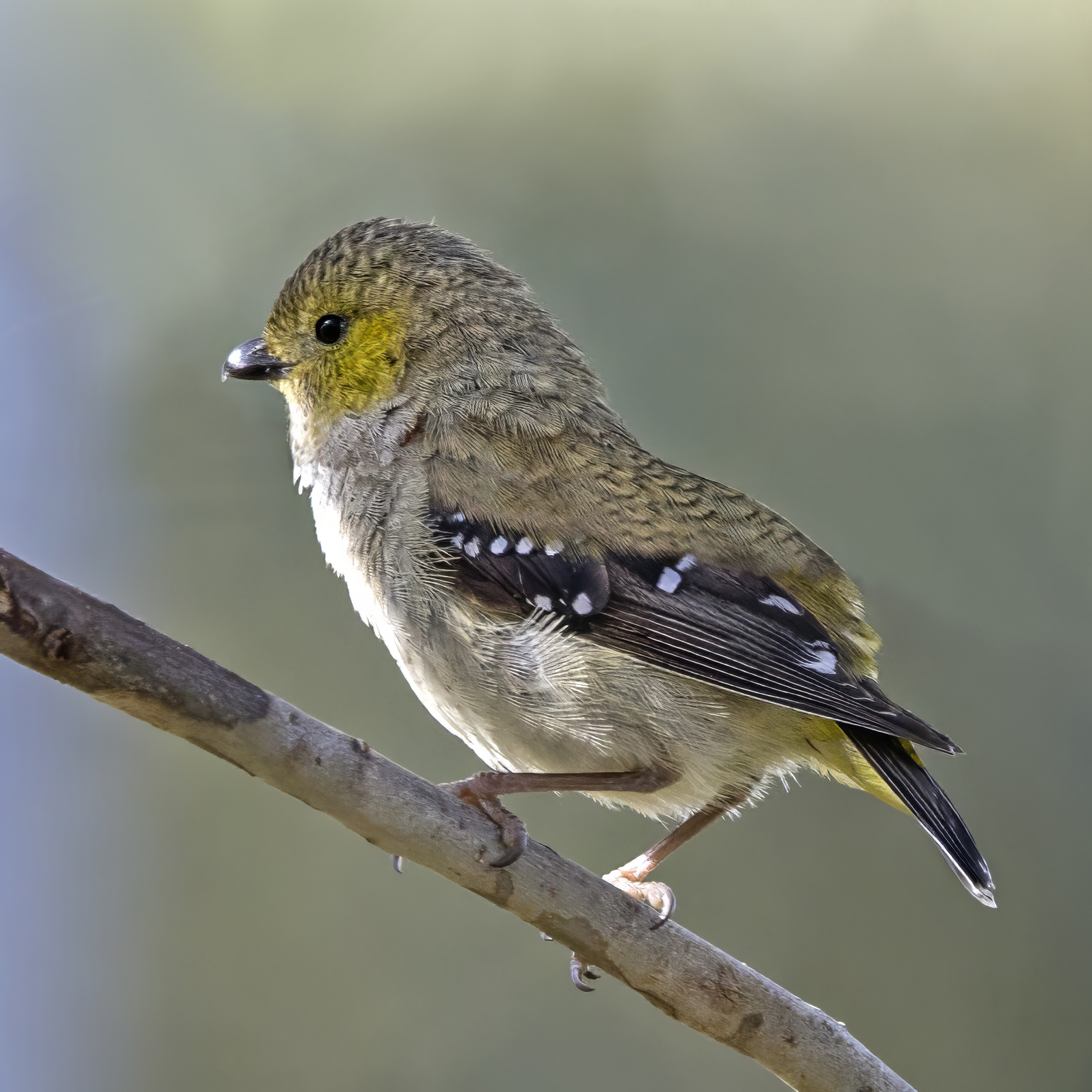 Forty-spotted Pardalote