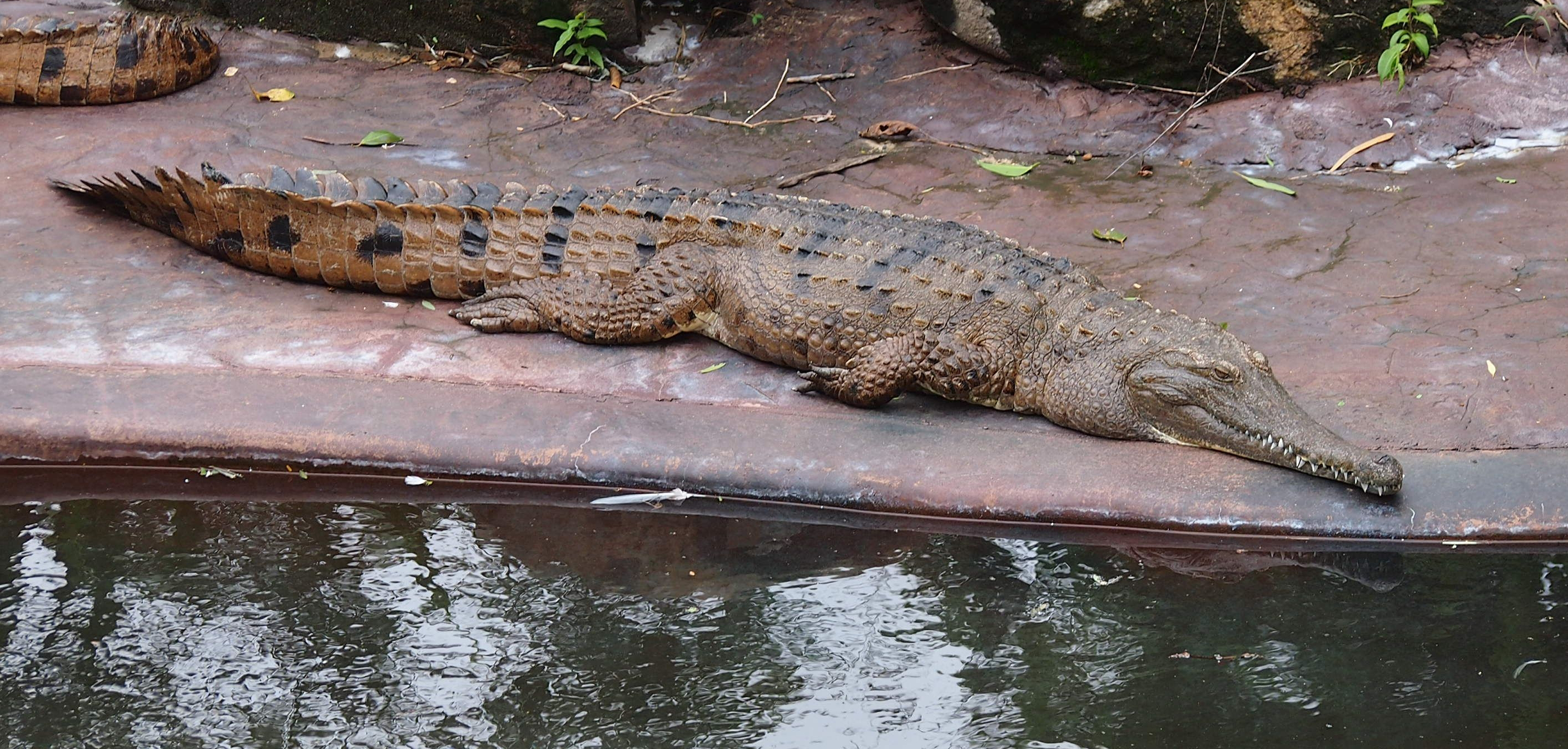 Freshwater crocodile