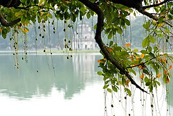 Freshwater Mangrove