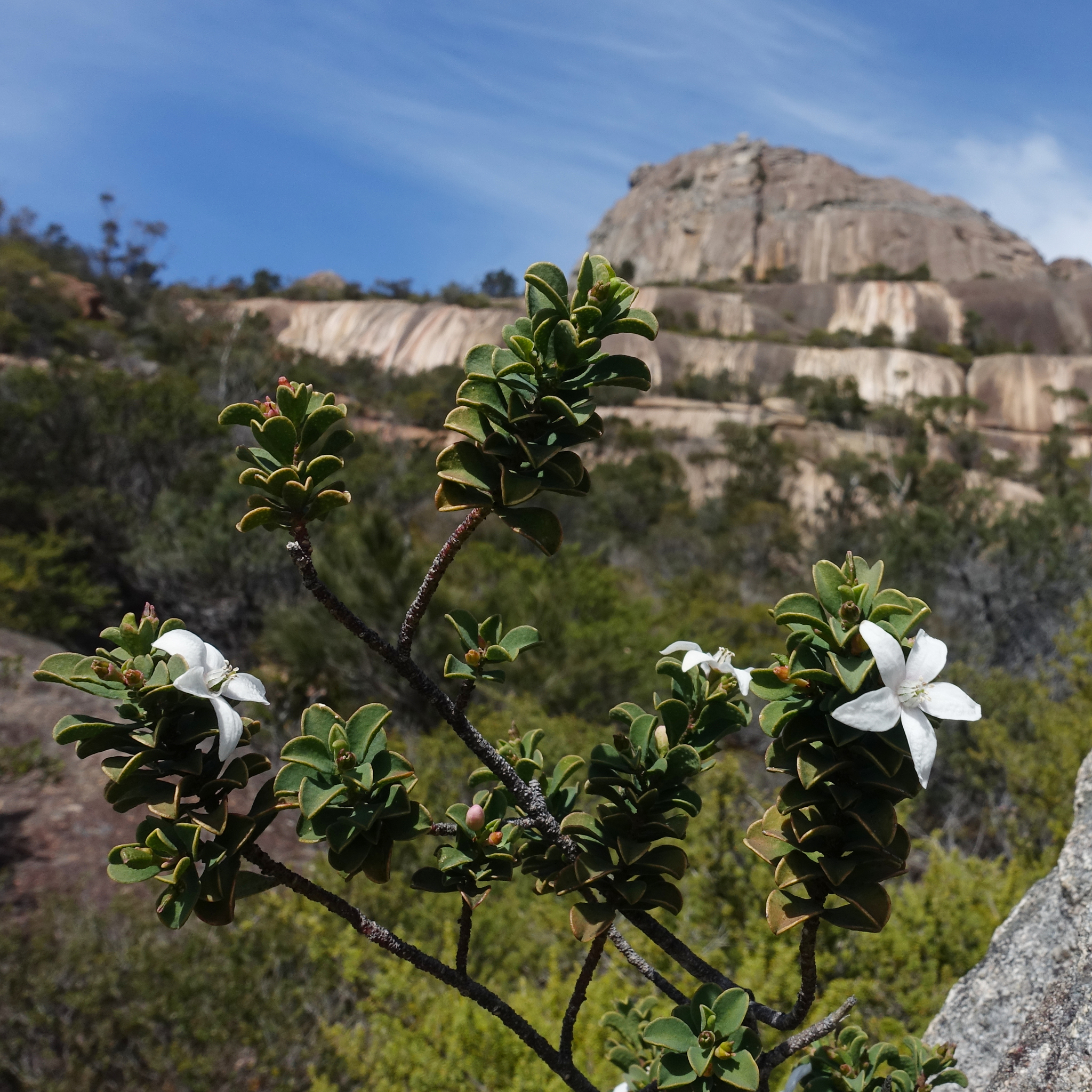 Freycinet Waxflower