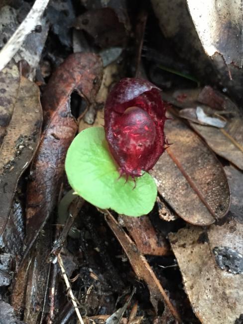 Fringed Helmet-Orchid
