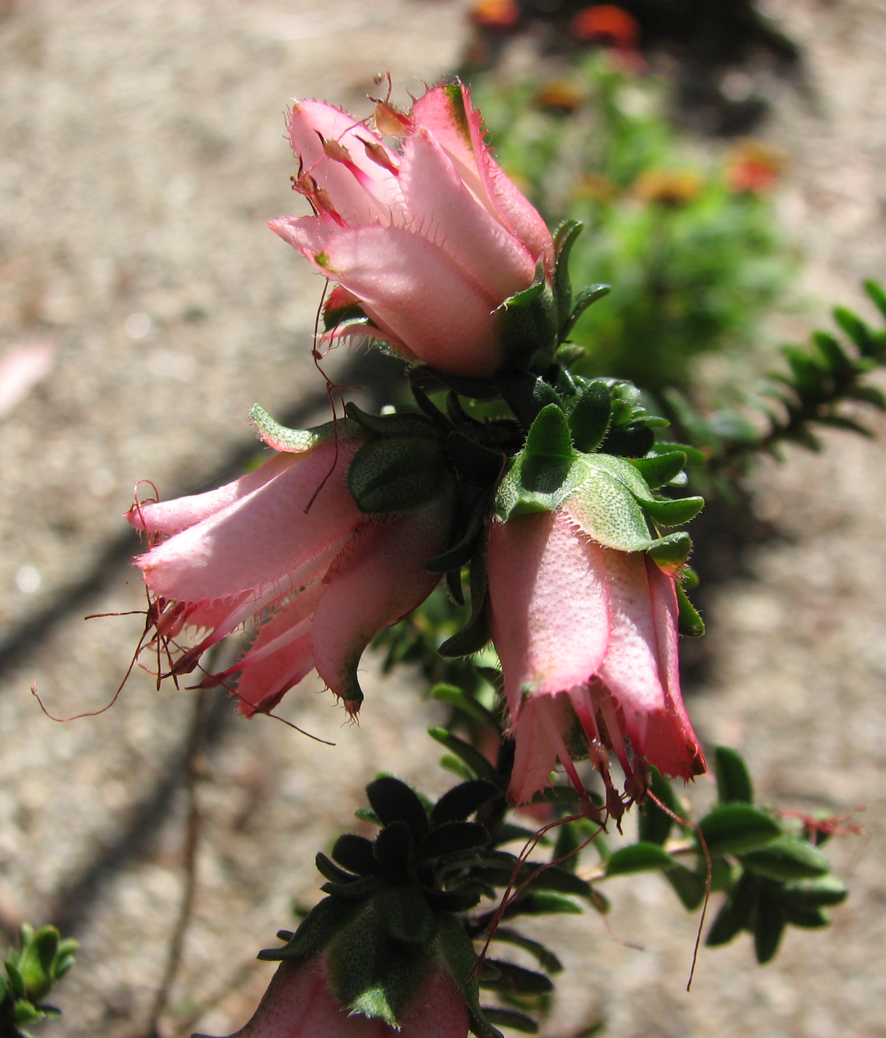 Fringed Mountain Bell