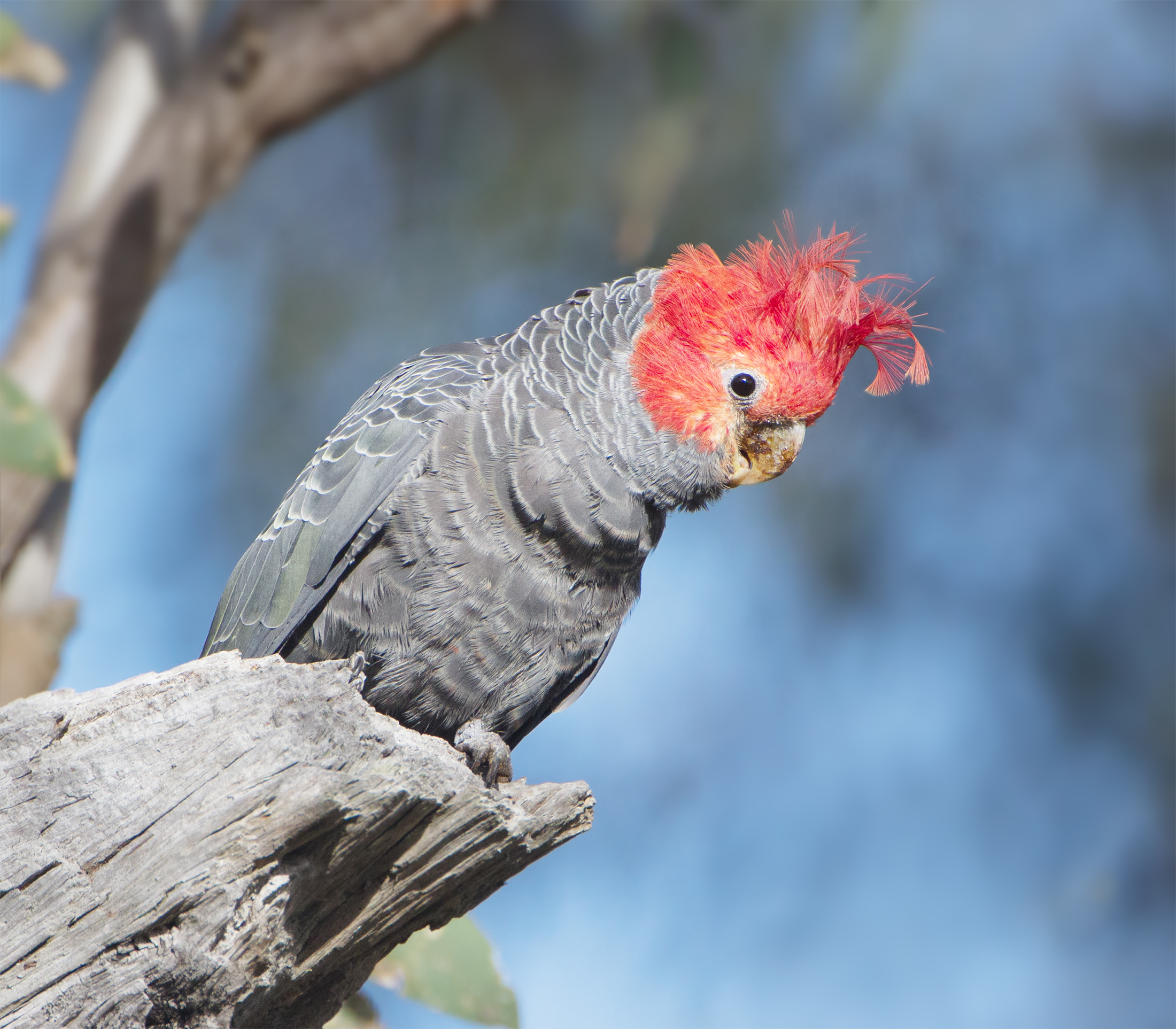 Gang-gang Cockatoo