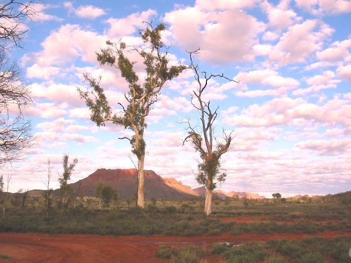 Ghost Gum