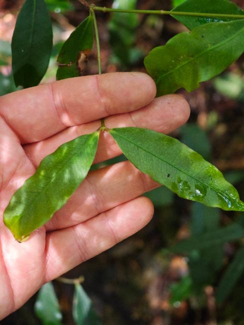 Giant Ironwood