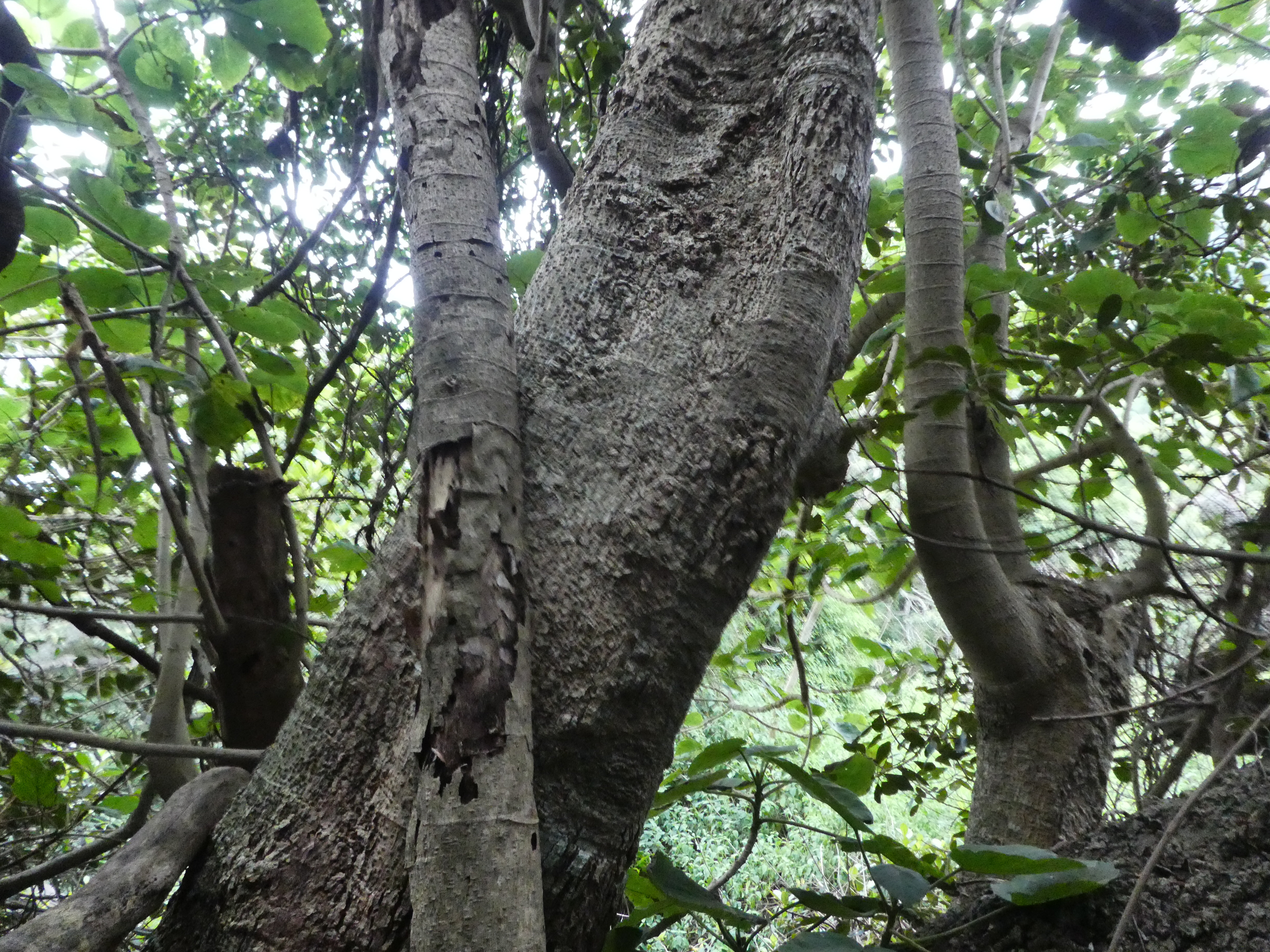 Giant Stinging Tree