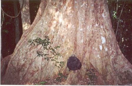 Giant Water Gum (Rose Satinash)