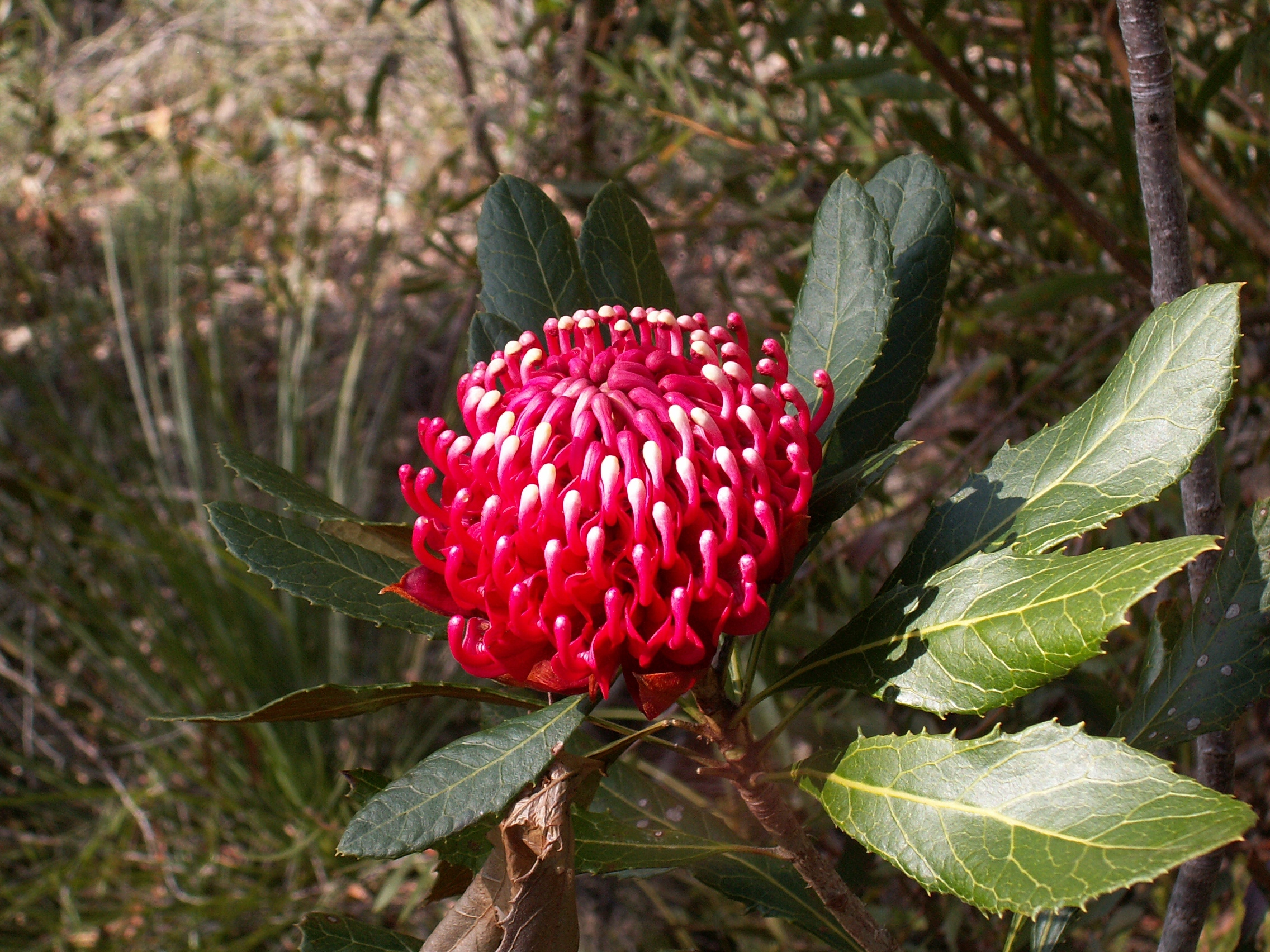 Gibraltar Range Waratah