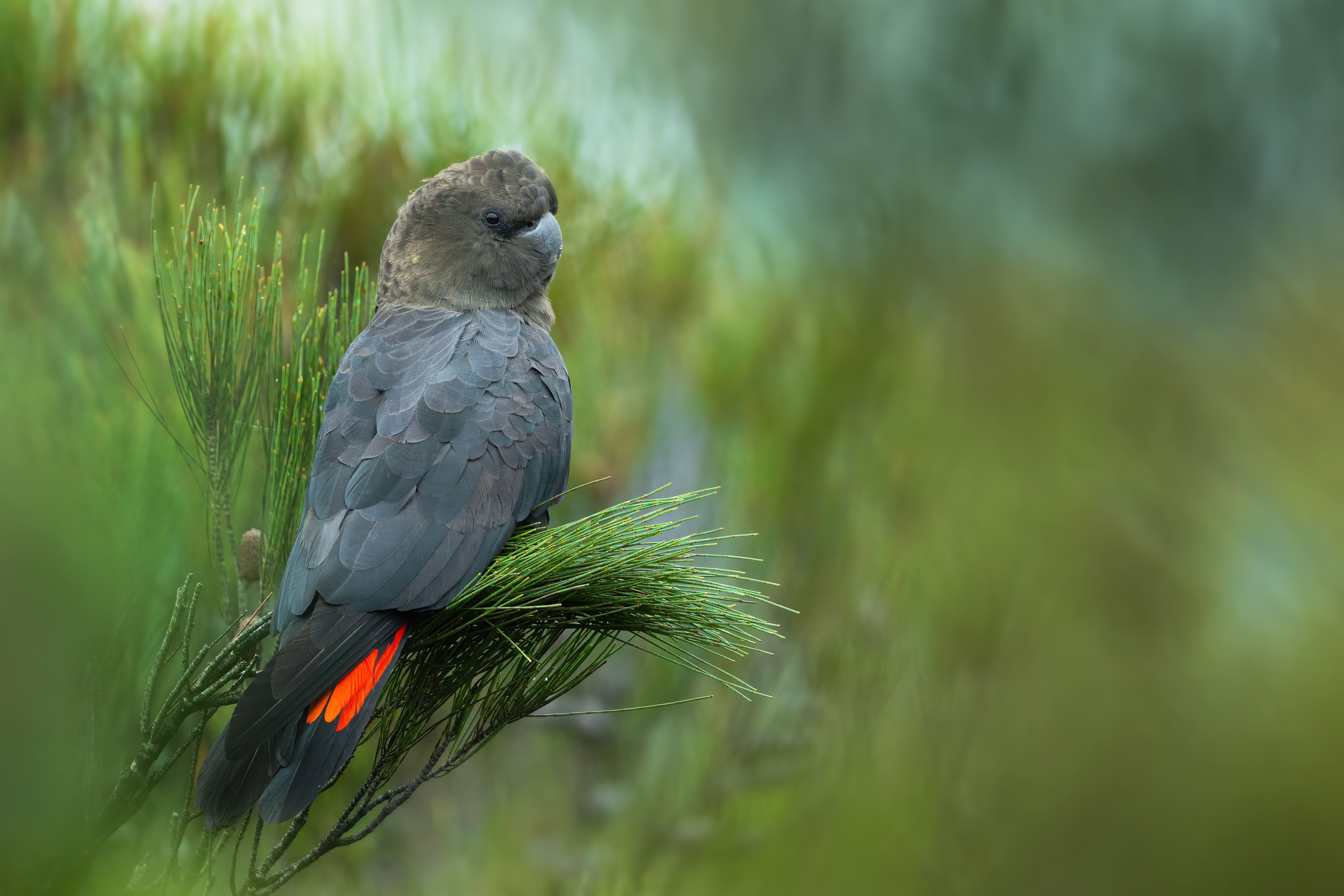 Glossy Black-Cockatoo