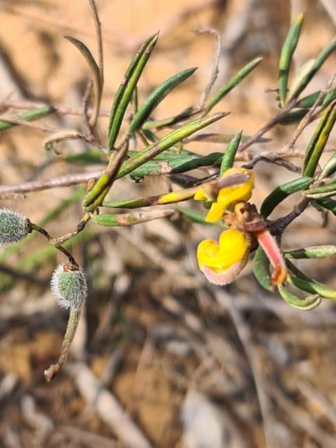 Golden Grevillea