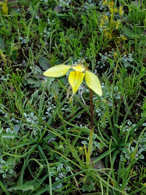 Golden Moths