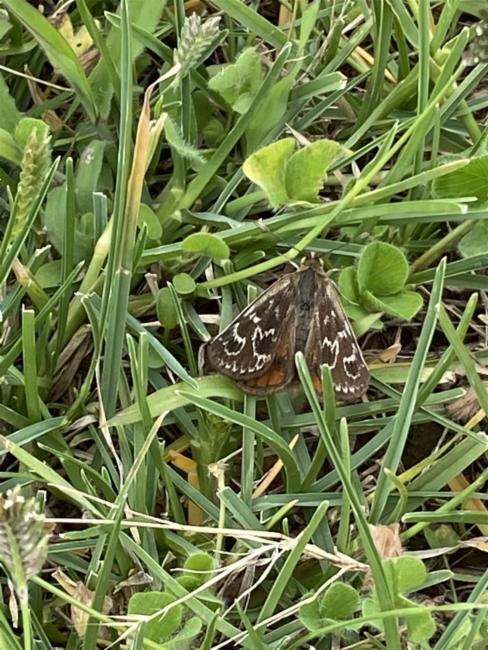 Golden Sun Moth