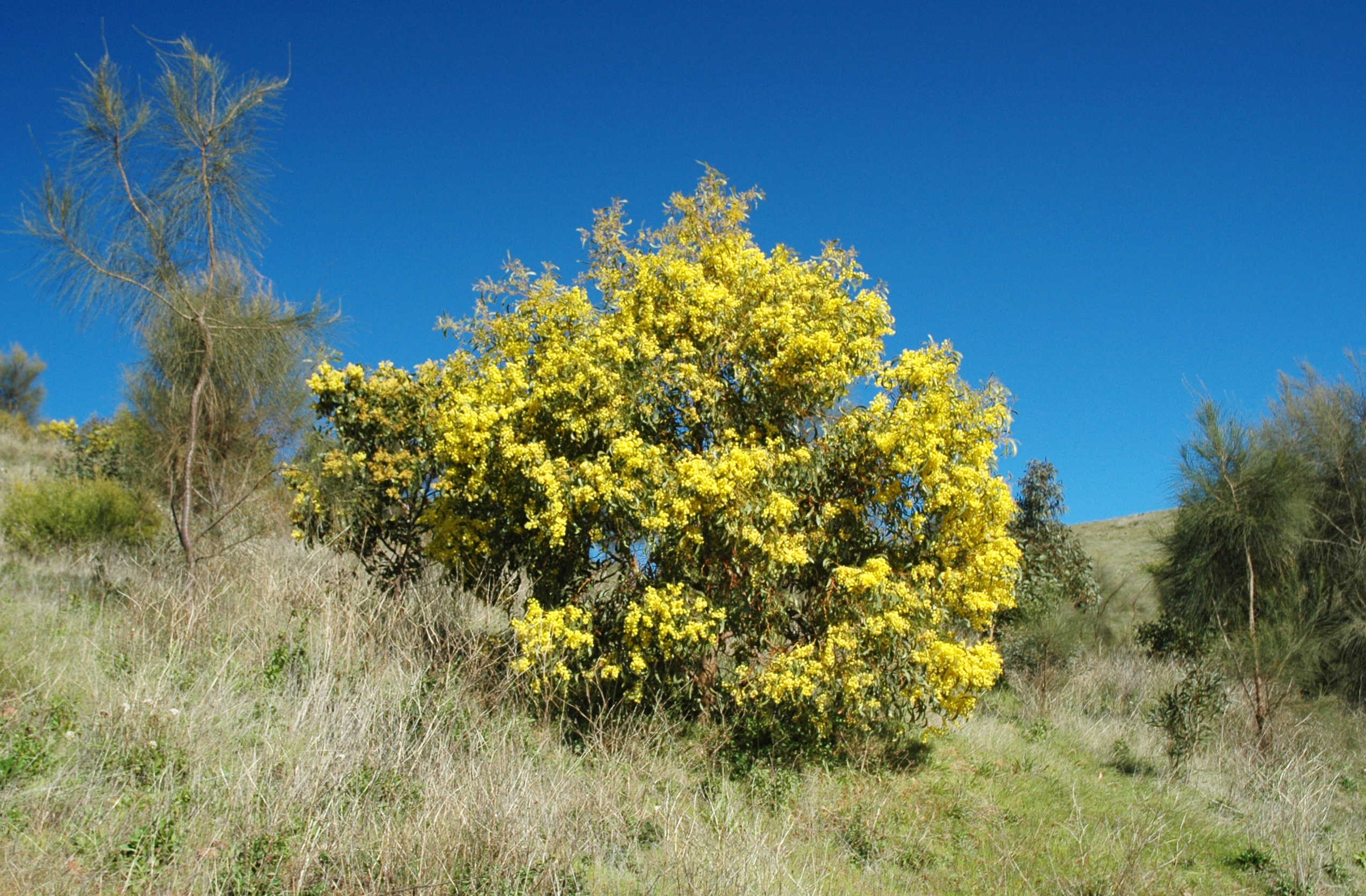 Golden Wattle