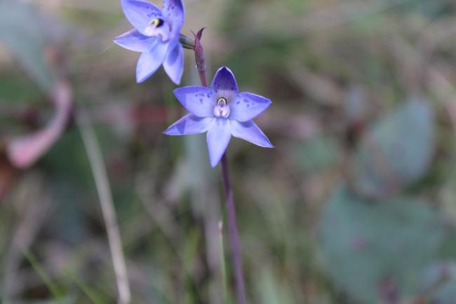 Graceful Sun-Orchid