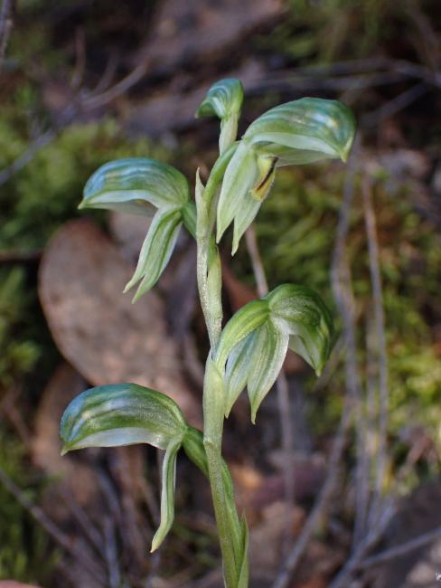 Grampians Greenhood