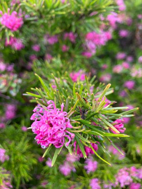 Grampians Grevillea