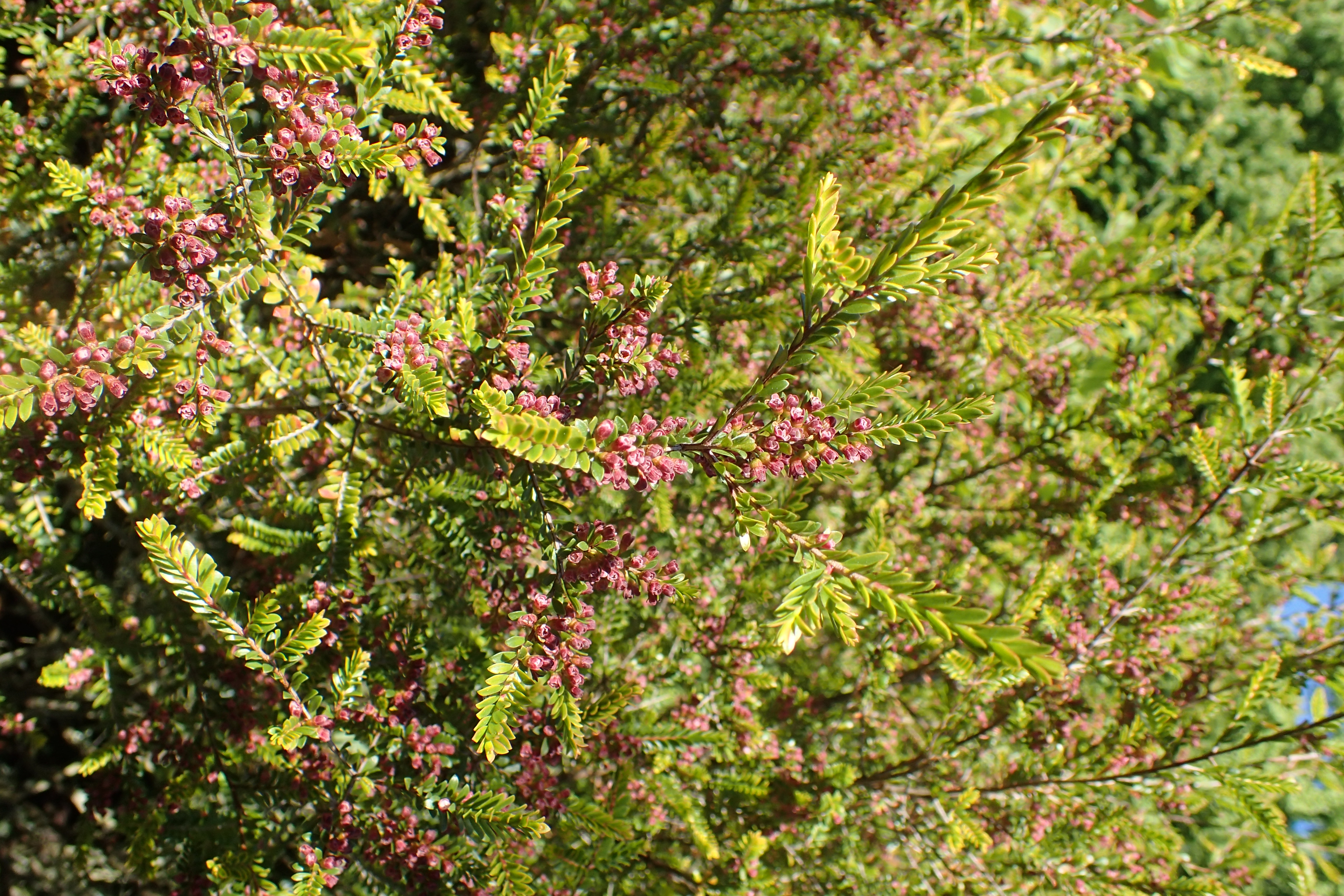 Grampians Thryptomene