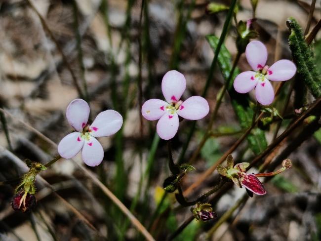 Grampians Triggerplant