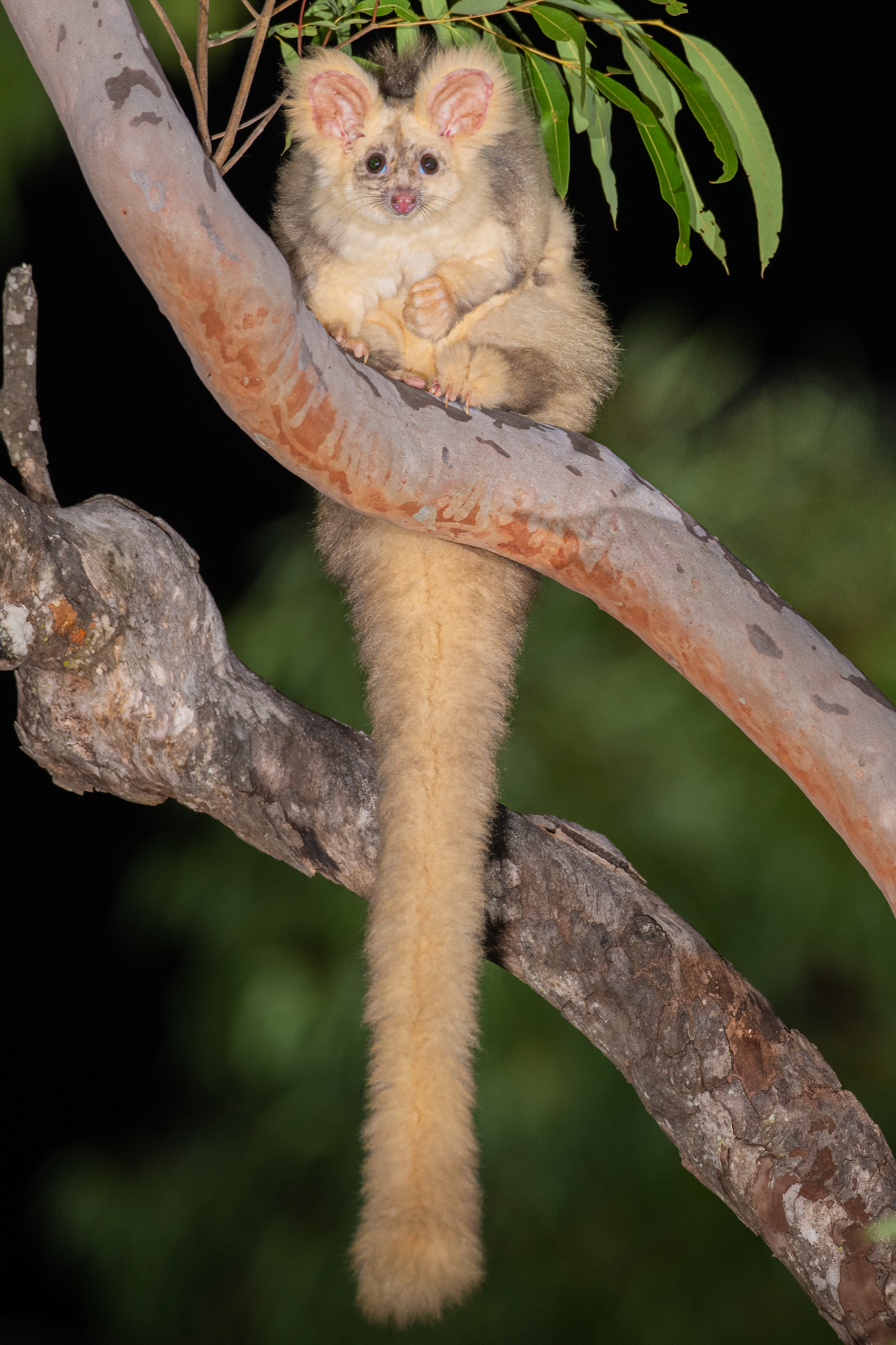 Greater glider