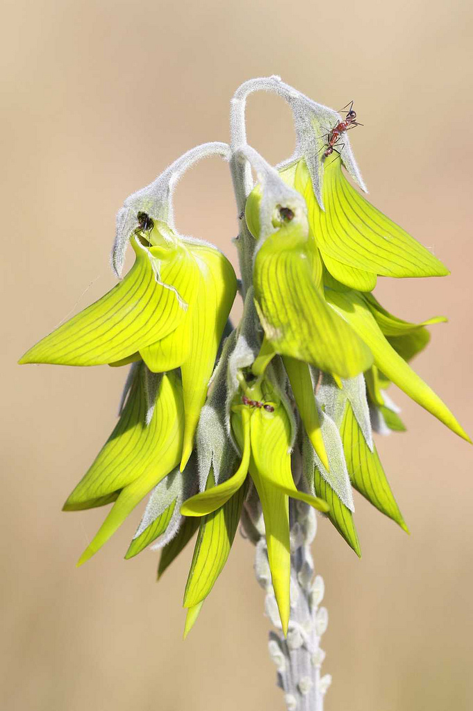 Green Bird Flower