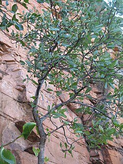 Green Plum