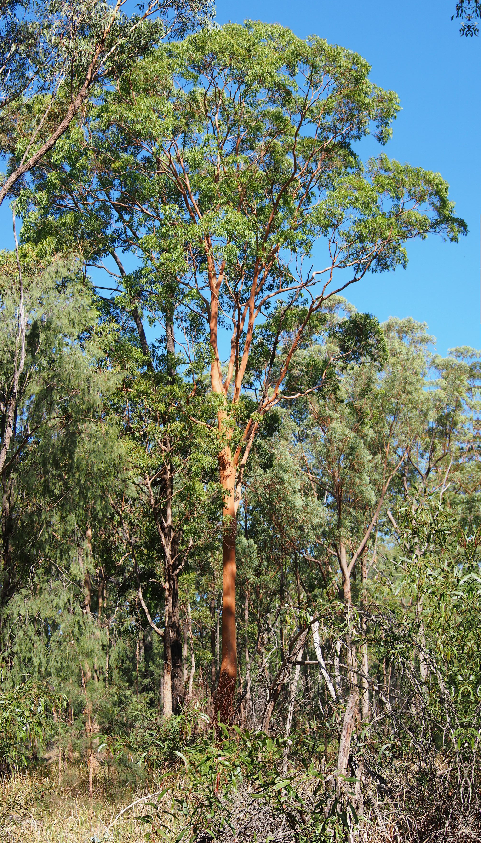 Grey Gum