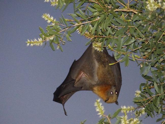 Grey-Headed Flying-Fox