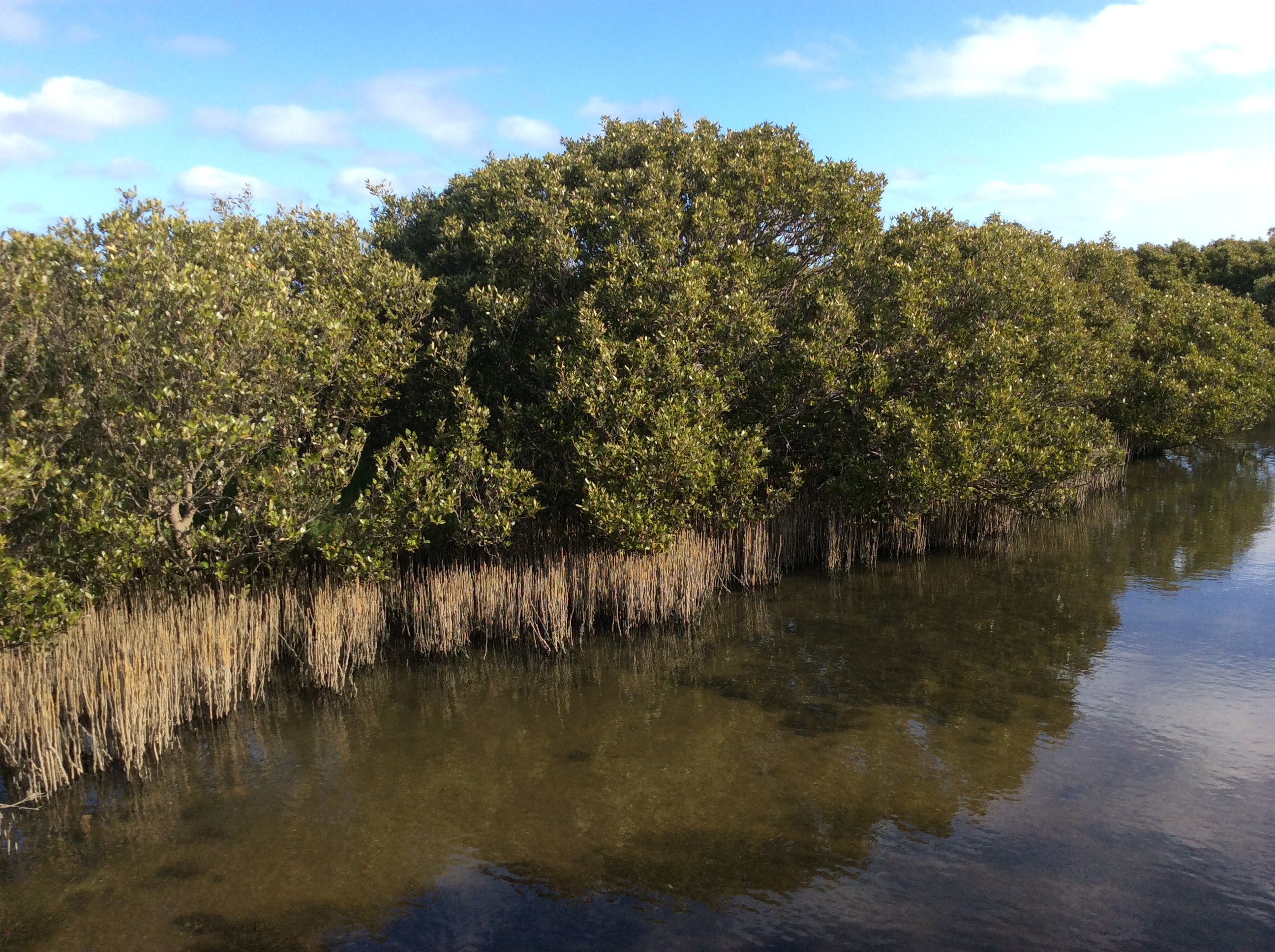 Grey Mangrove