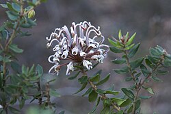 Grey Spider Flower