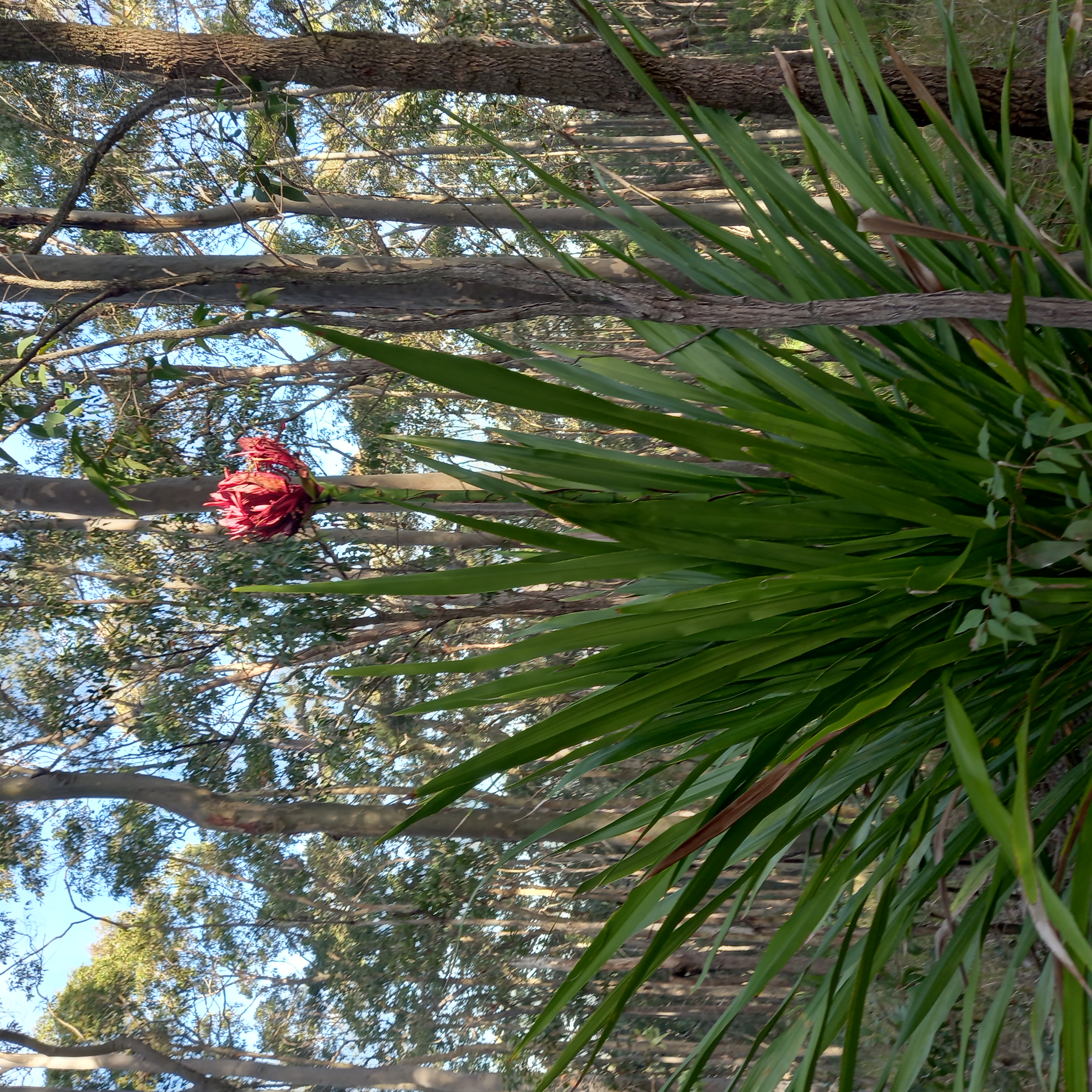 Gymea Lily