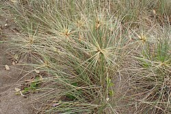 Hairy Spinifex (Coastal Spinifex-grass)