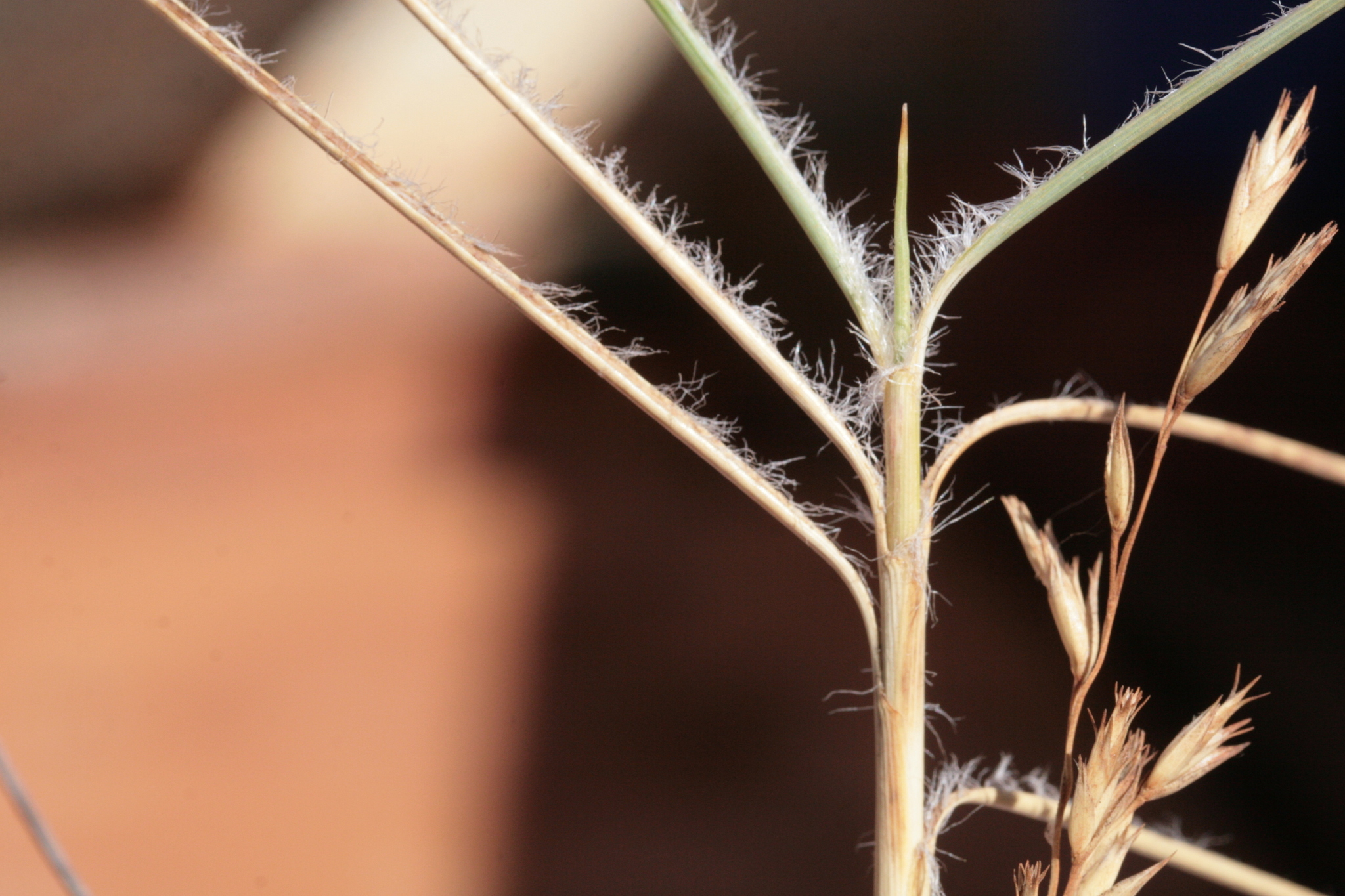 Hard Spinifex